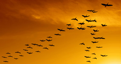 Avian flu virus spread by wild birds