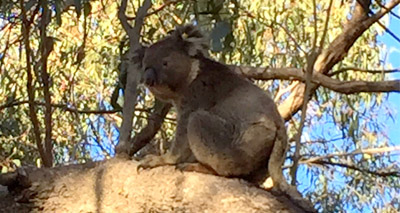 Koala released after bushfire injuries