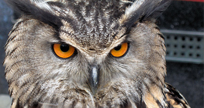 Rogue owl attacks Dutch town