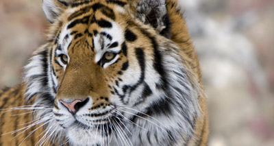 WWF release rare video of tigers in China