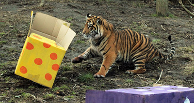 Birthday fun for tiger cubs