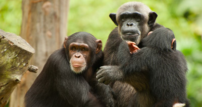 Chimps 'learn' new grunts from their neighbours