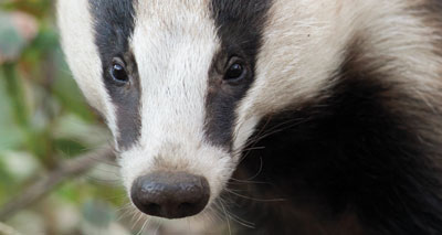 MPs ask: 'Will the badger cull continue?'