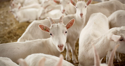 BVA release 'must-know' goat facts