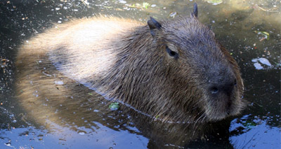 Will beavers return to Wales?