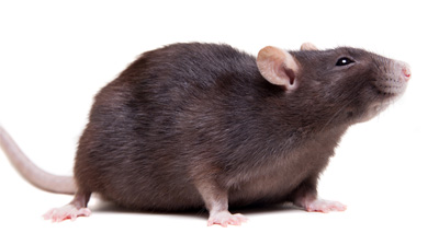 Black rats may not be the only plague culprit