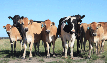 TB testing contracts awarded to XL Farmcare