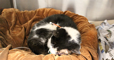 Miracle cat 'comes back to life' after burial