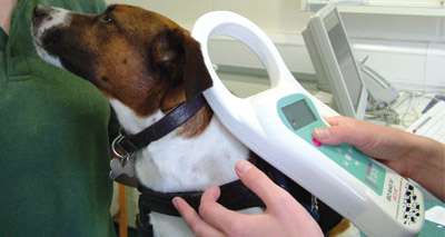 Welsh government seeks views on dog microchipping