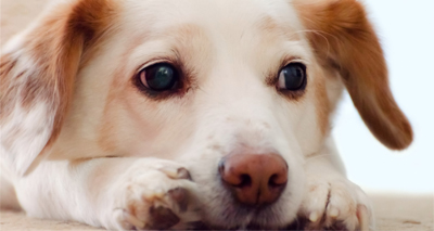 Worrying number of owners do not update microchips