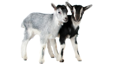 Goat's bleating mistaken for cries for help
