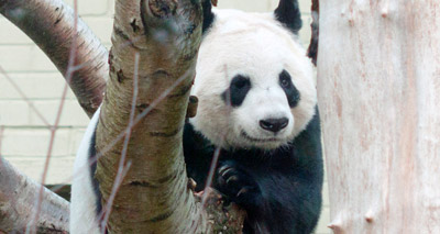 Giant panda Tian Tian artificially inseminated again