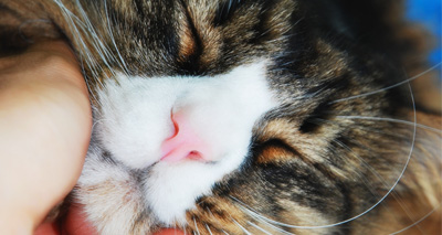 Cats help owners 'purr away the blues'