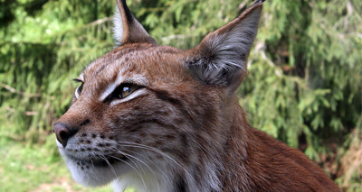 Wild lynx may be reintroduced in the UK