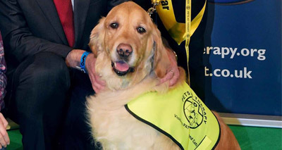 Golden retriever wins National Dog Award
