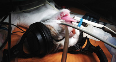 Cats relax to classical music