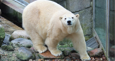 Highland Wildlife Park welcomes female polar bear