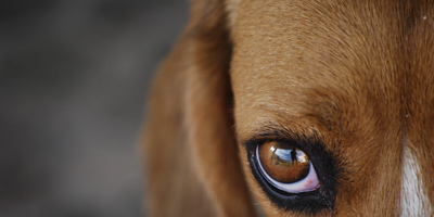 Anti-cruelty petition reaches 100k signatures