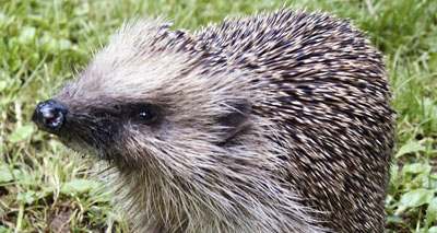 UK's first hedgehog conservation area announced