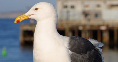 Budget sets aside &pound250k to tackle seagulls