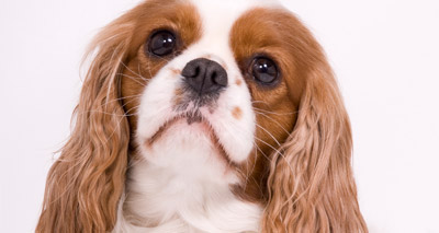 DNA tests 'not enough' for healthy pedigrees