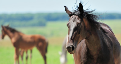 MEP launches action for responsible equine ownership