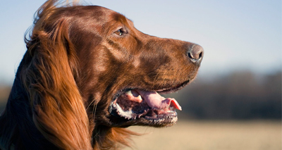 Crufts: Kennel Club comments on suspected poisonings