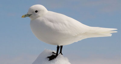 Mercury poses a threat to Arctic birds