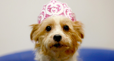 One special rescue dog set to meet the Queen