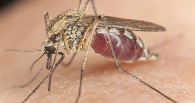 Disease-carrying mosquitoes 'on the rise'