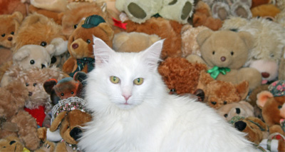 Cat lover donates 300 teddy bears