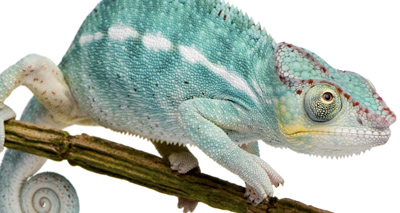 New insights on chameleon colour shifts