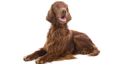 Jagger 'not poisoned at Crufts' - Kennel Club