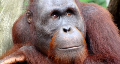 Orangutans use hand-like soundbox to sound bigger