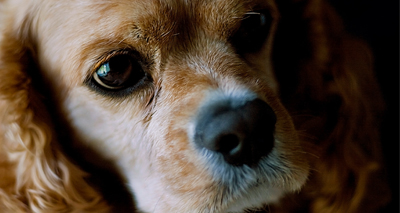 MPs back Harvey's Law