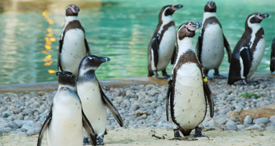Get a waddle on for penguins