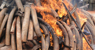 Countries take action on ivory