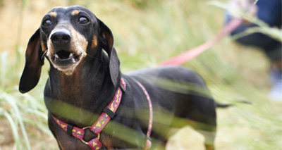 Dog ownership in Wales under review