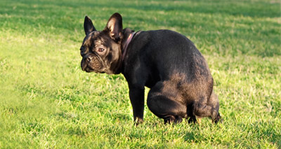 Dog poo to be DNA tested