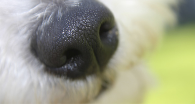 Explosives detection dogs trained to identify cancer