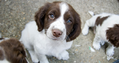 Wales to introduce tighter dog breeding rules