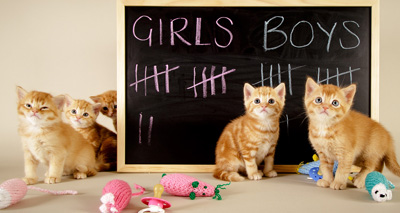 Royal aspirations for six unwanted kittens