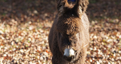 Orphan donkey Arya is new Redwings star