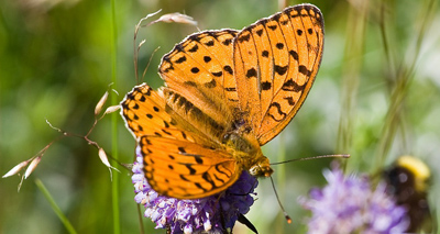 Rare UK butterfly enjoys a welcome boost