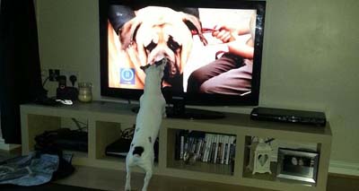 Pogdogs is a TV favourite for pets