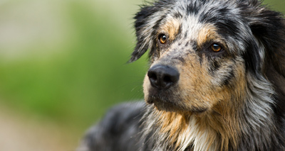 Dog flu outbreak reaches 1,000 cases