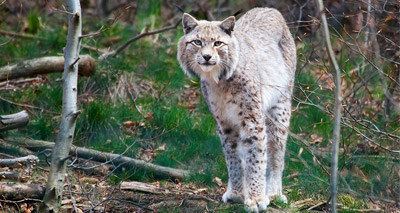 Over 90 per cent support reintroduction of lynx