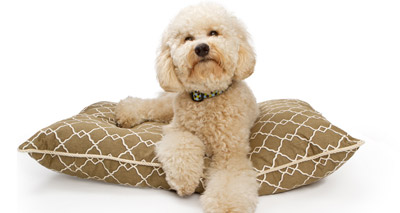 Rising concerns about 'designer dogs'