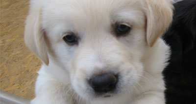 Pet sellers and breeders to be registered by 2020