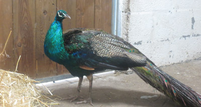 Peacock tries to squeeze through cat flap